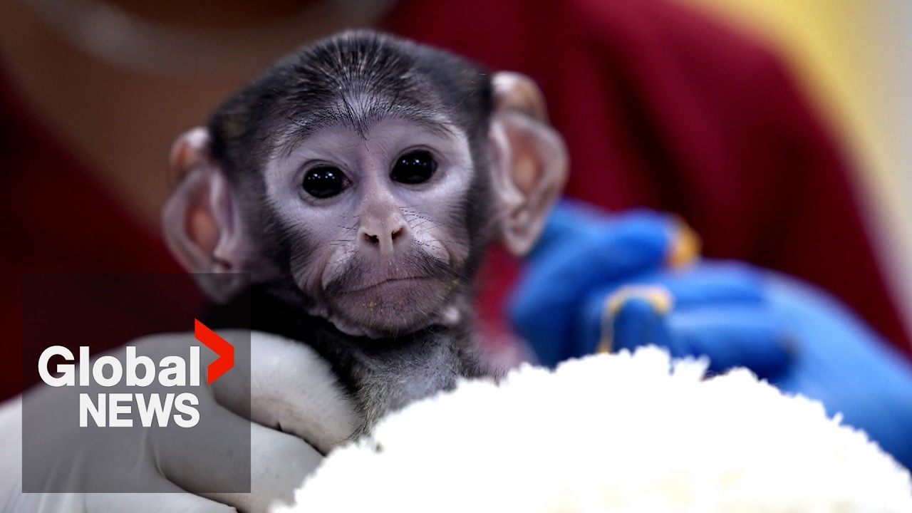Yuji the baby monkey and his stuffy capture hearts and social media attention