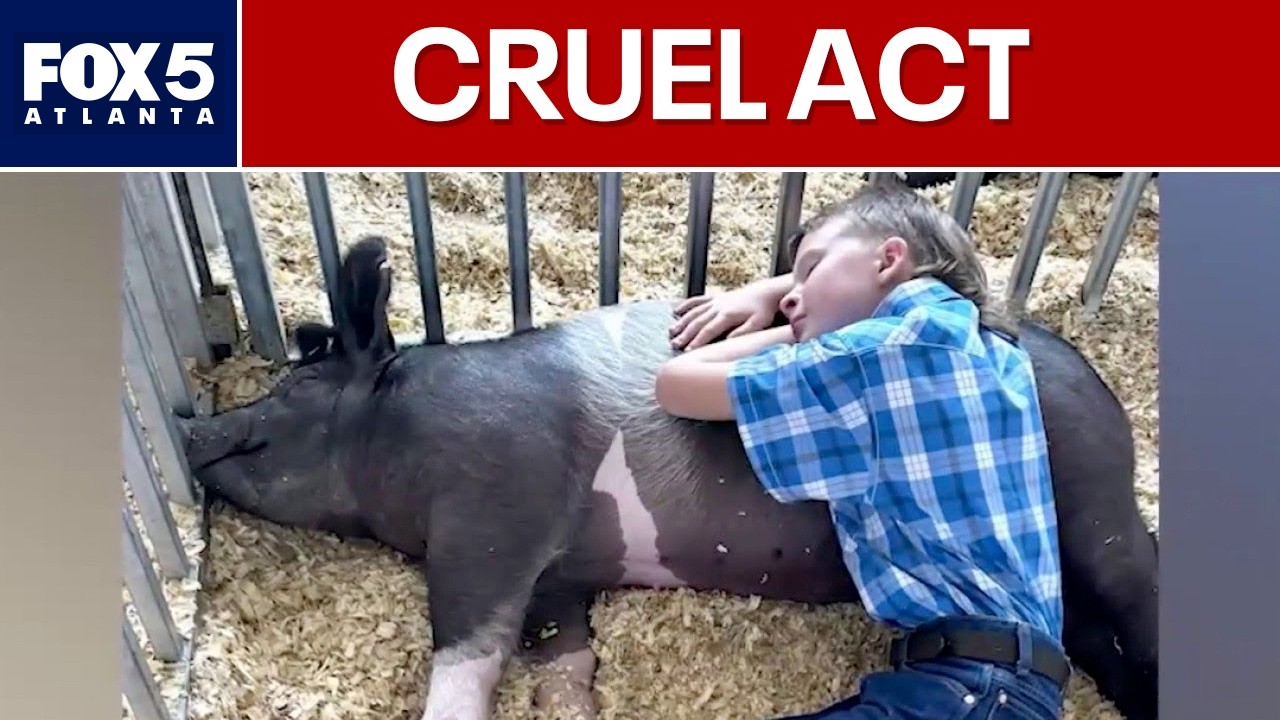 3 arrested for shooting 12-year-old’s 400lb pet pig | FOX 5 News