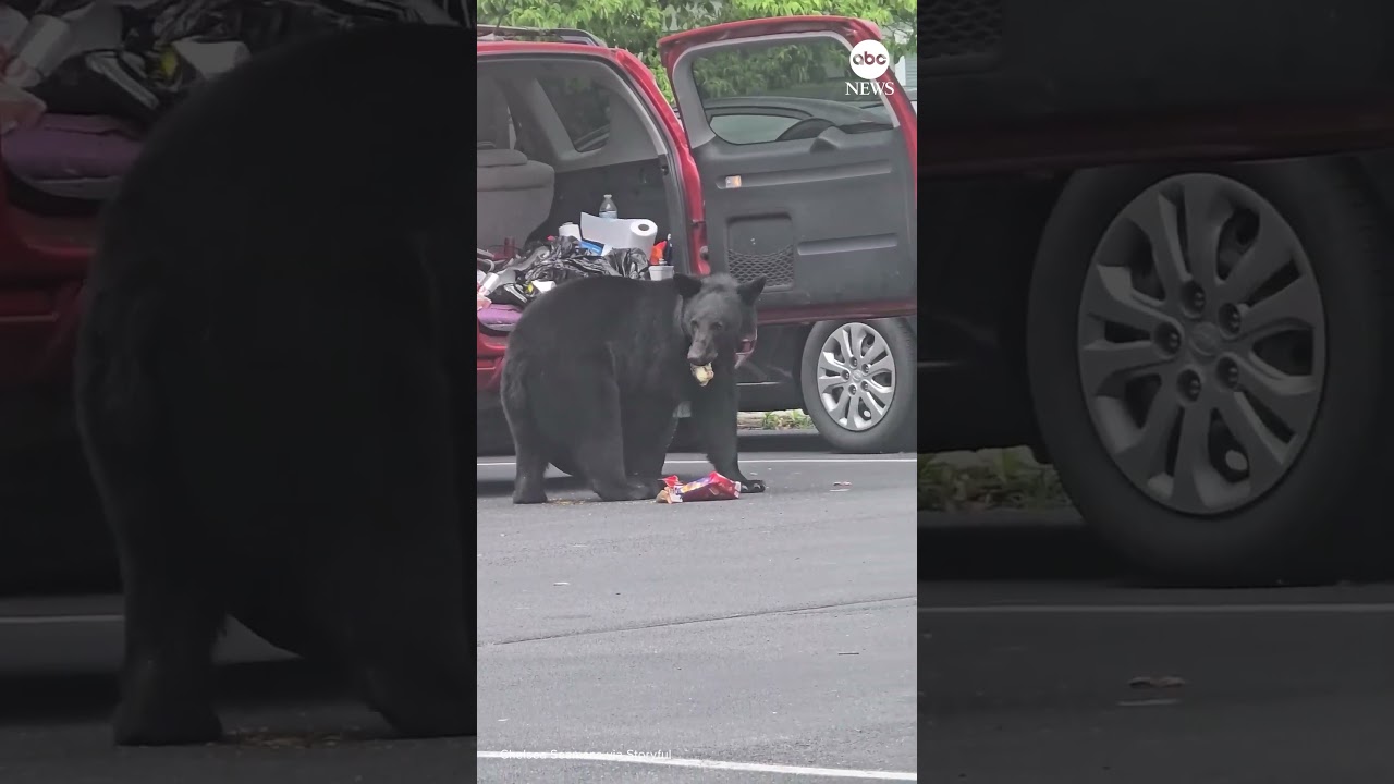 Bear caught ransacking vehicle in Tennessee