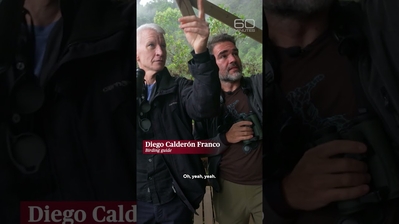 Birding guide gives 60 Minutes a rare look at Colombia’s birds #shorts