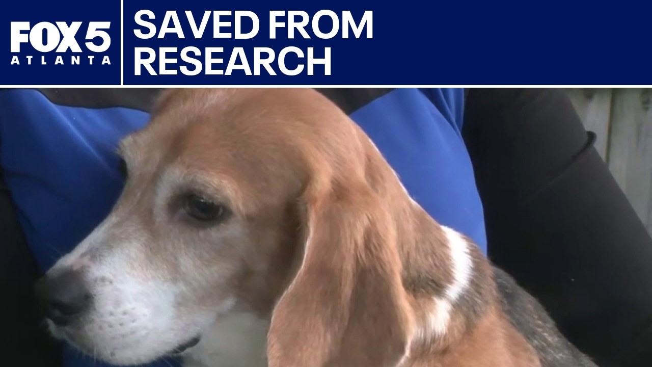 Dogs rescued from research facility recovering in Georgia | FOX 5 News