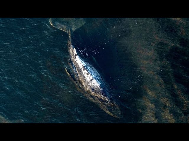 End of the rescue operation: Humpback whale “Timmy” released in the North Sea