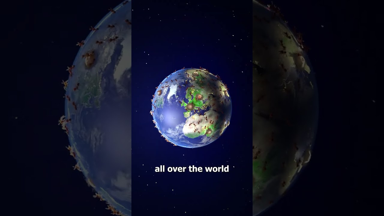 How Are Ants On Different Continents Still Connected 😮