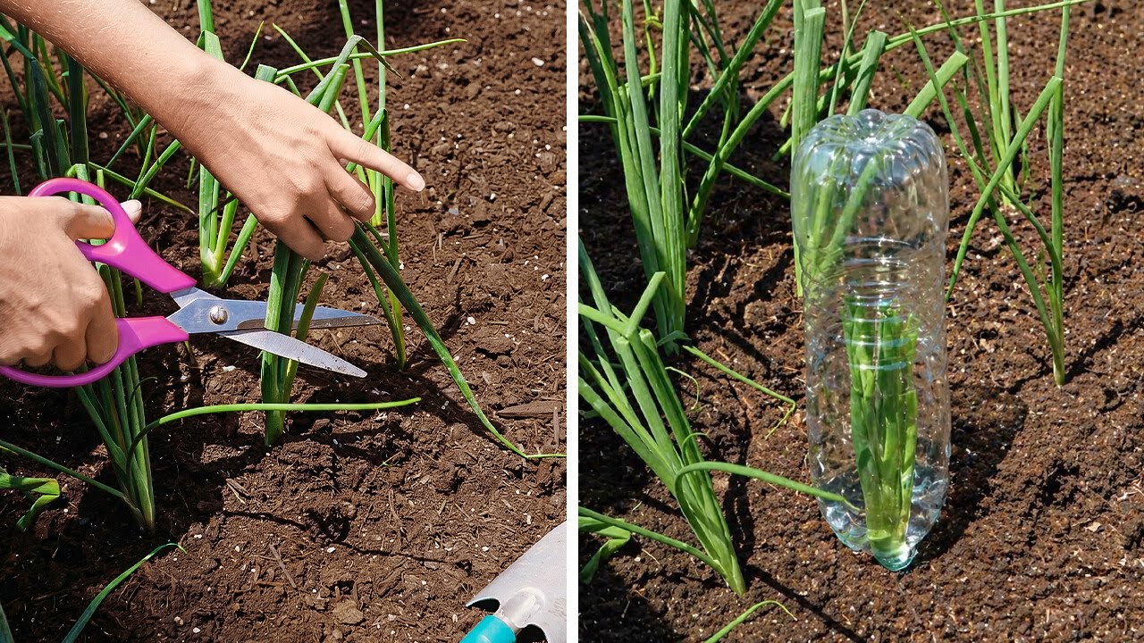 I asked AI to give me modern gardening tricks for better plants 🌱