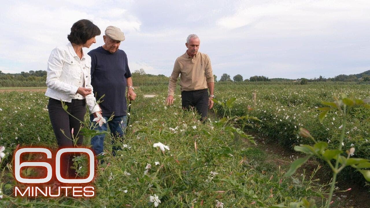Inside Grasse, where flowers for Chanel No. 5 have been grown for more than a century