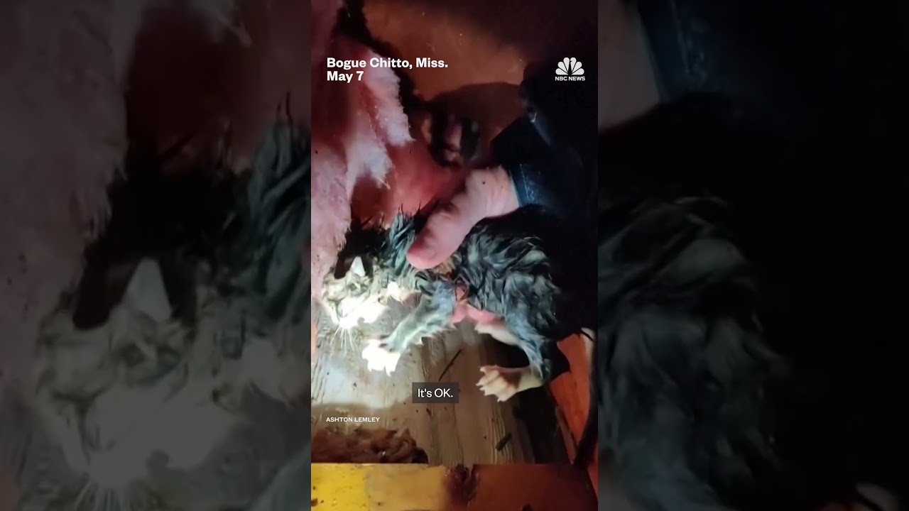 Kitten rescued after Mississippi tornado