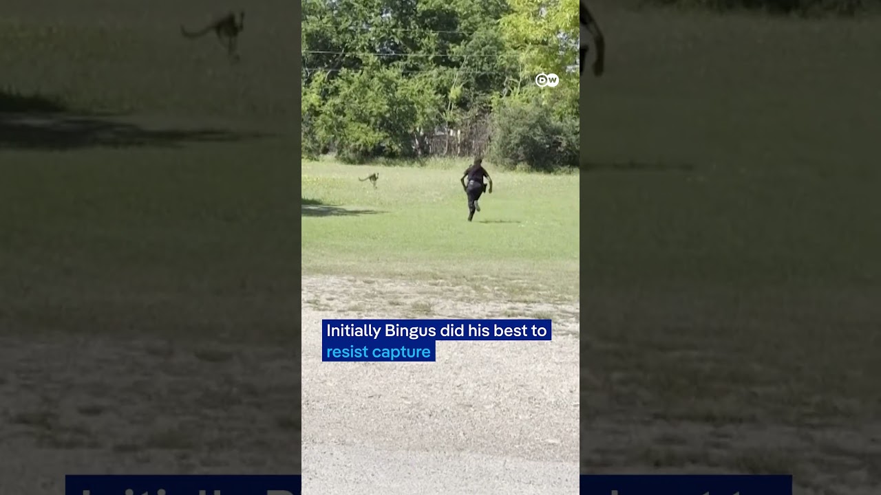 Texas police officers chase runaway kangaroo | DW News