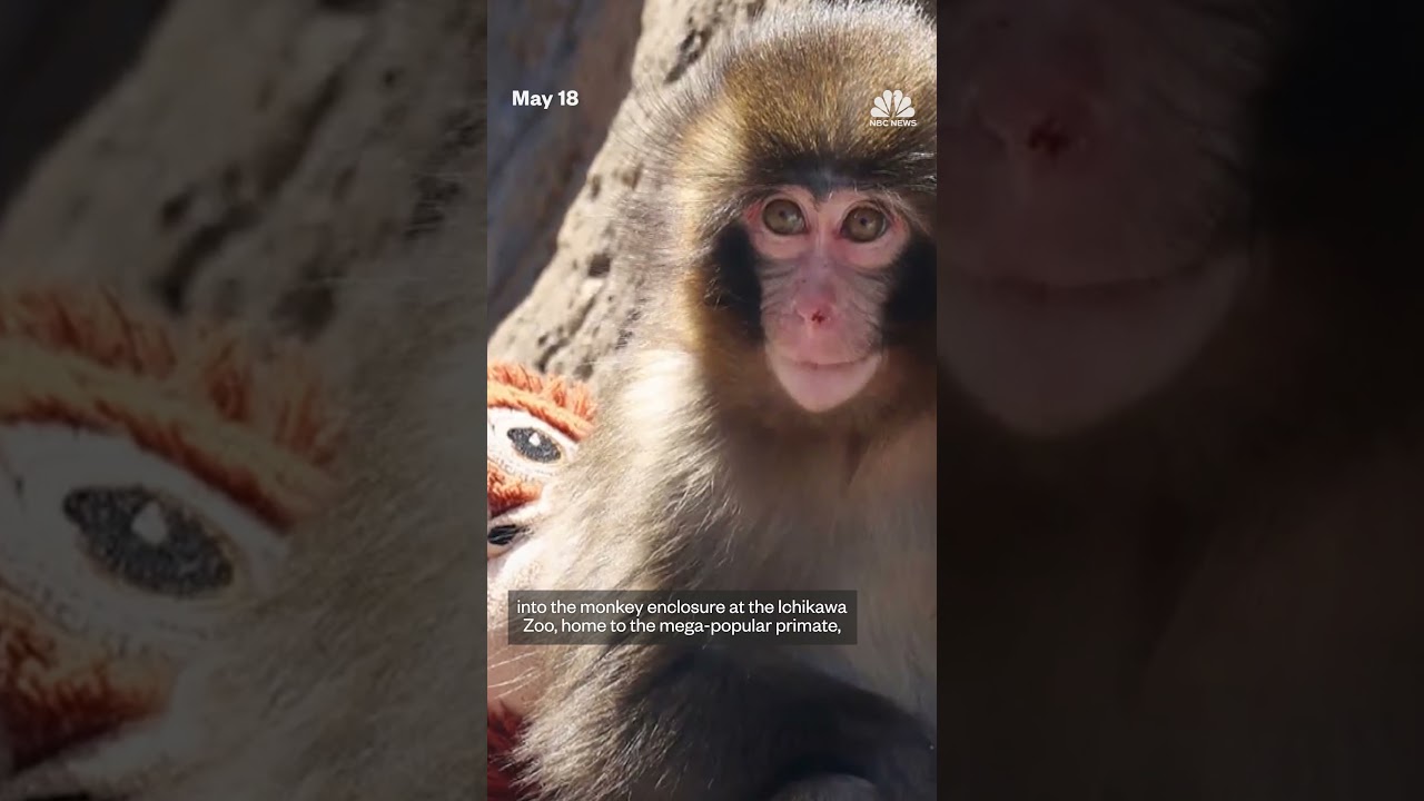 Two arrested after breaking into Punch the monkey’s enclosure in Japan