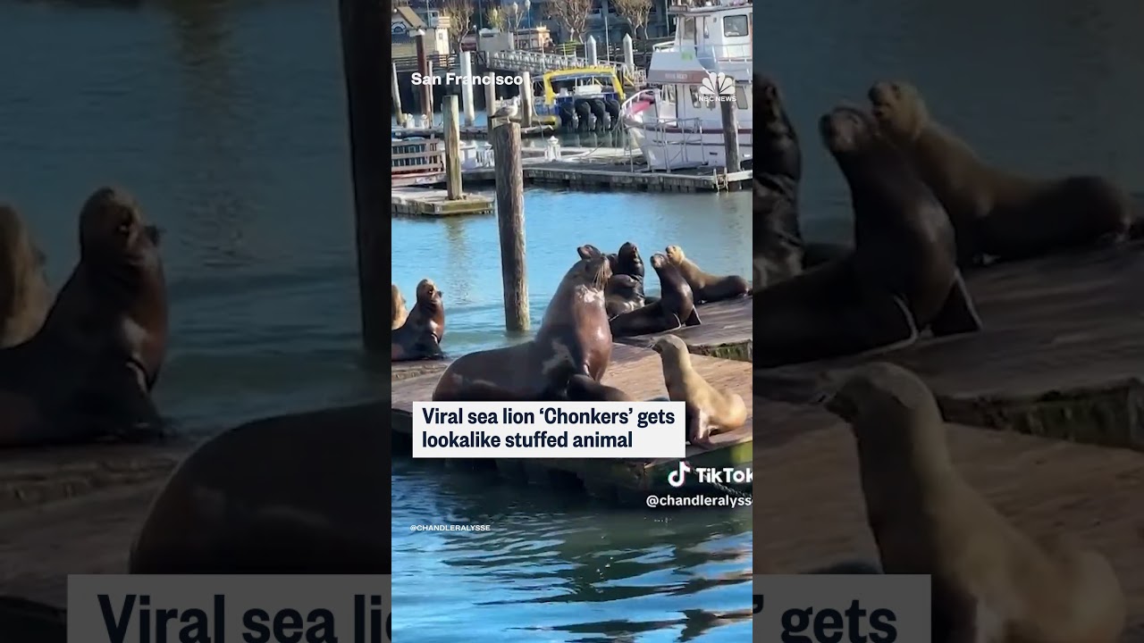 Viral sea lion ‘Chonkers’ gets lookalike stuffed animal