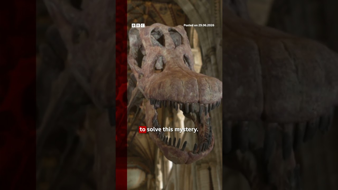 Dinosaur bone found in a drawer after 40 years. #Dinosaurs #Fossils #BBCNews