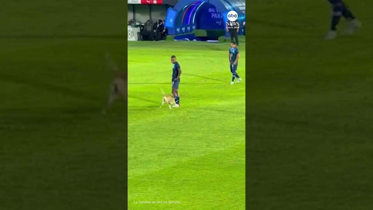 Dog runs onto pitch during soccer game