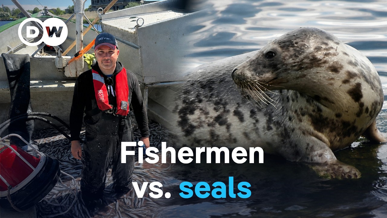 Hunt or protect? The debate over Baltic Sea seals | DW Documentary