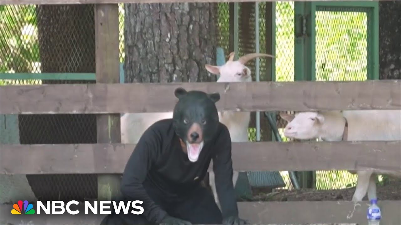 Japan holds drill featuring man in a bear suit after surge of attacks