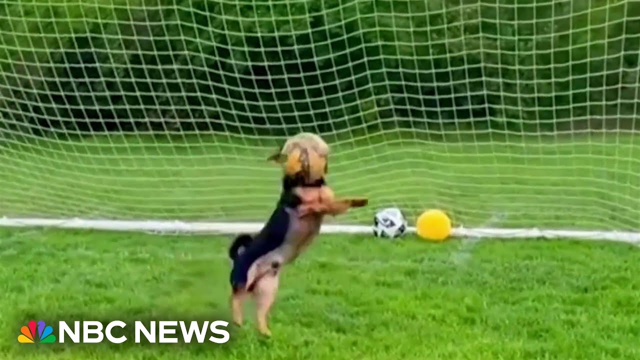 Meet Ronaldo the chihuahua-dachshund mix going viral for his soccer skills