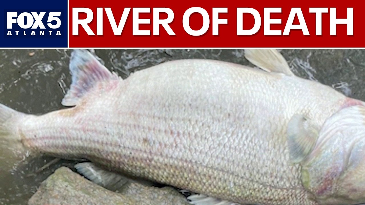 Underground tunnel overflowed for hours before mass fish kill | FOX 5 News