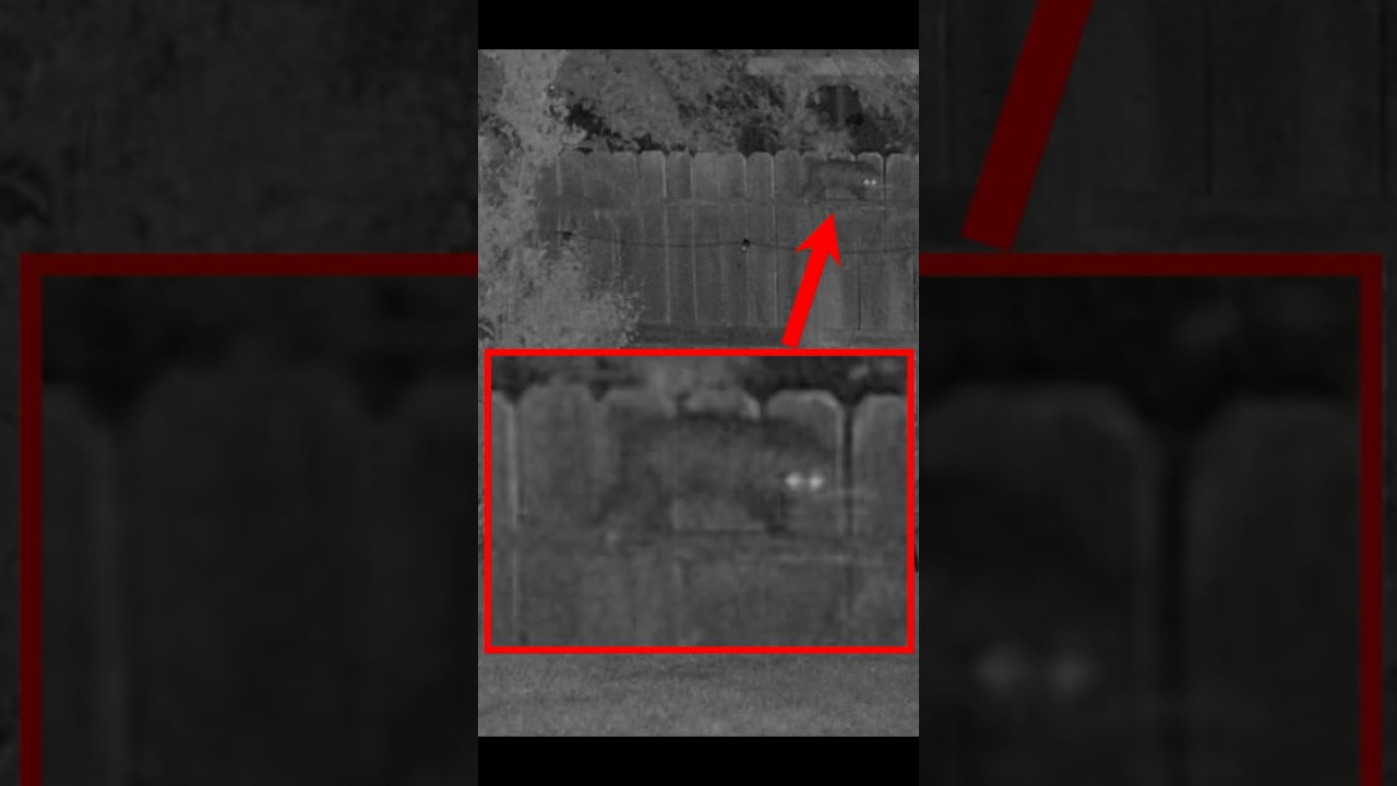 What Creature is This? Caught on Camera – Reolink OMVI 3i #reolink #lifehackster