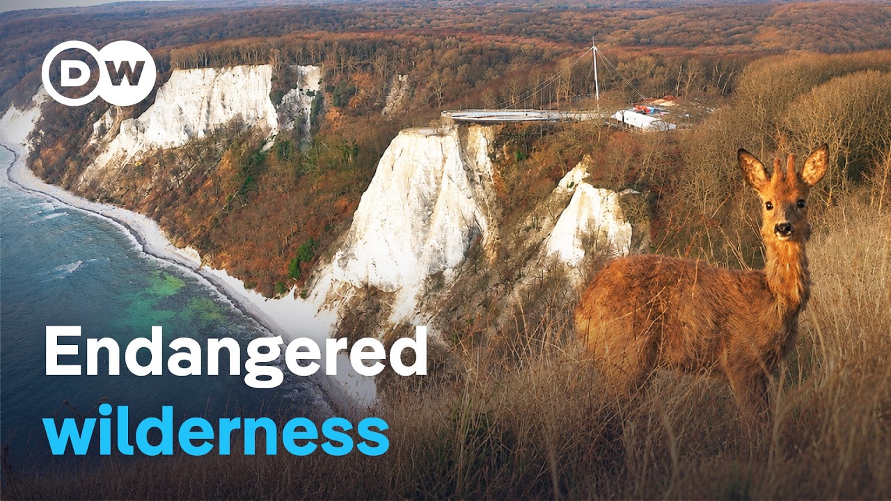 Wild Rügen – Tourism vs. nature conservation | DW Documentary