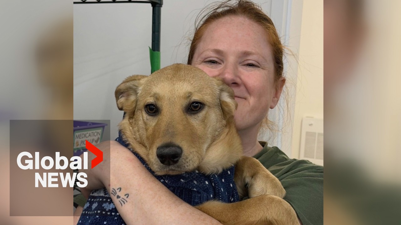 37-year-old woman killed while trying to rescue stray dogs in Manitoba