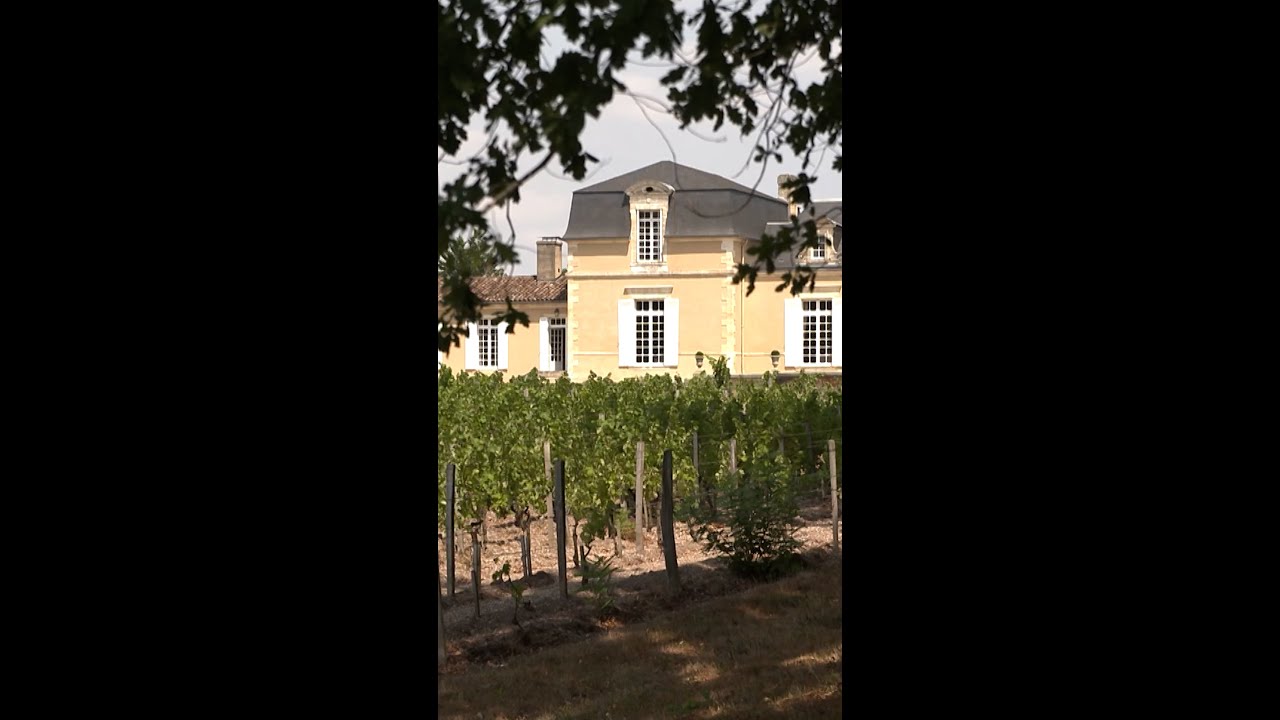 Are wildfires in France impacting Bordeaux’s famous vineyards?