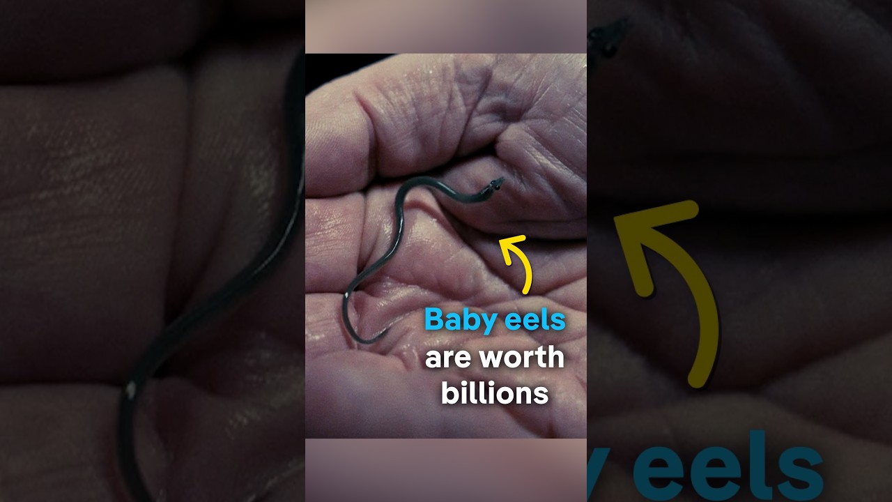 Baby eels worth billions | DW Documentary