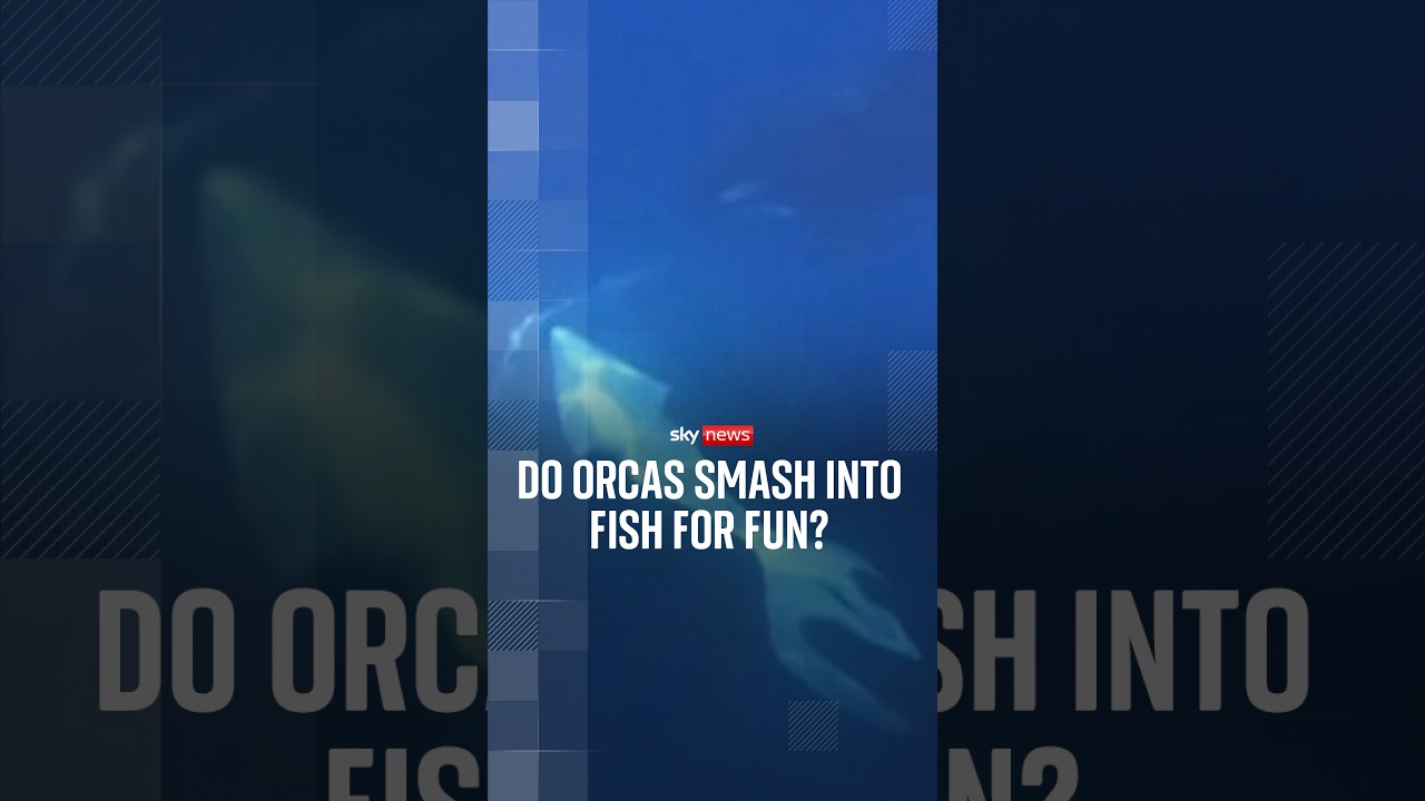 Do orcas smash into fish for fun?