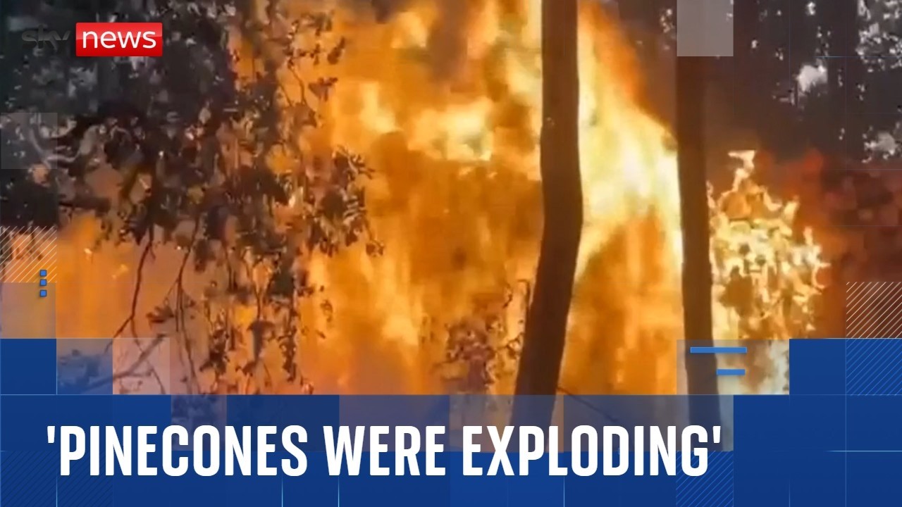 ‘Exploding pinecones’ exacerbating wildfires in France, says eyewitness