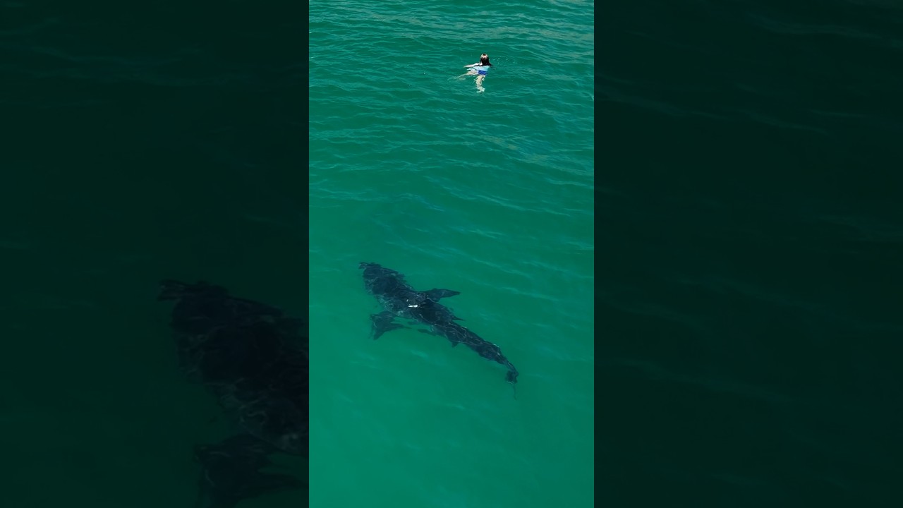 Great white shark seen within feet of swimmers in Southern California
