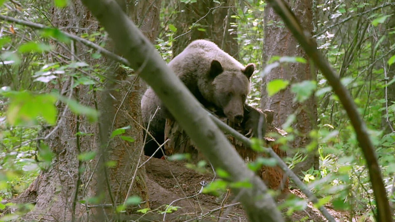 Grizzlies | 60 Minutes Archive