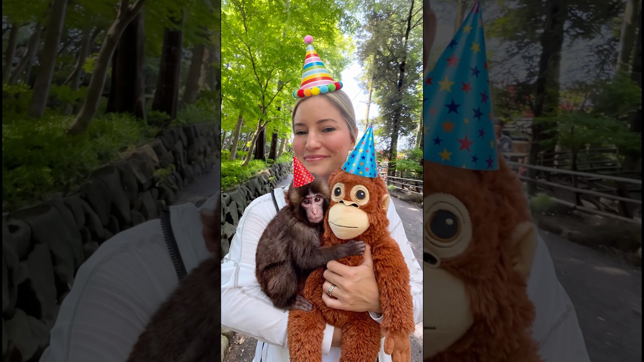 Happy Birthday Punch the monkey!! Visiting the zoo for his birthday!