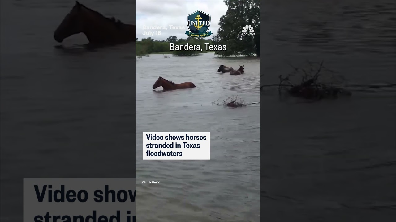 Horses stranded in Texas floods