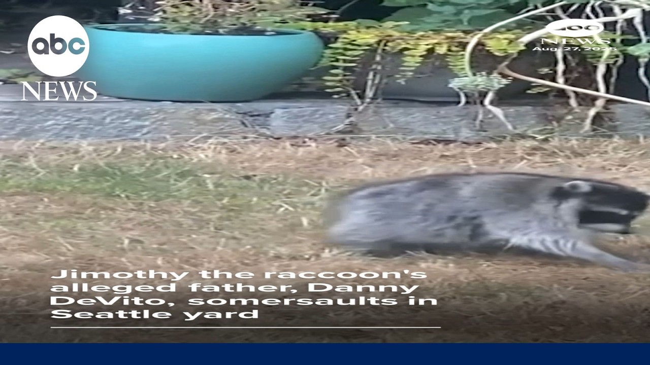 Jimothy the raccoon’s alleged father somersaults in Seattle yard
