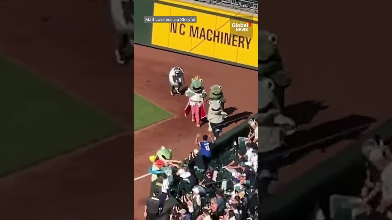 Local celebrity raccoon Jimothy makes a cameo at Mariners game