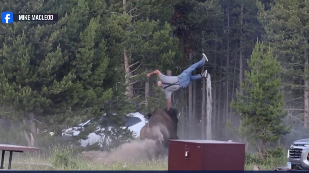 Man hospitalized after bison charge sends him flying at Yellowstone