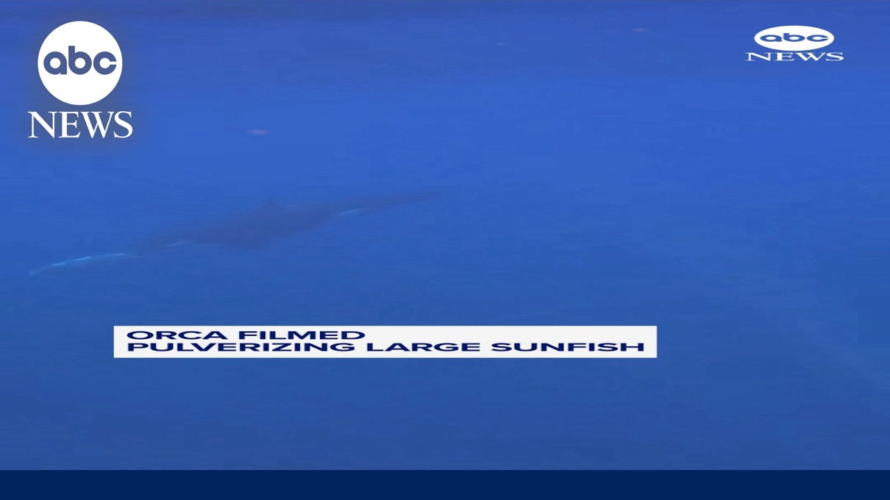 Orcas filmed pulverizing sunfish