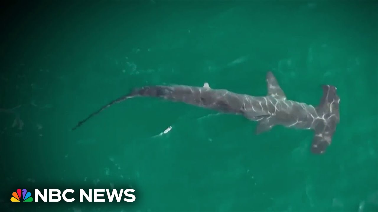 Record shark sightings reported at popular New York beach