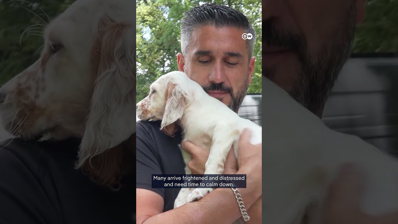 Saving the animals left behind by France’s wildfires | DW News