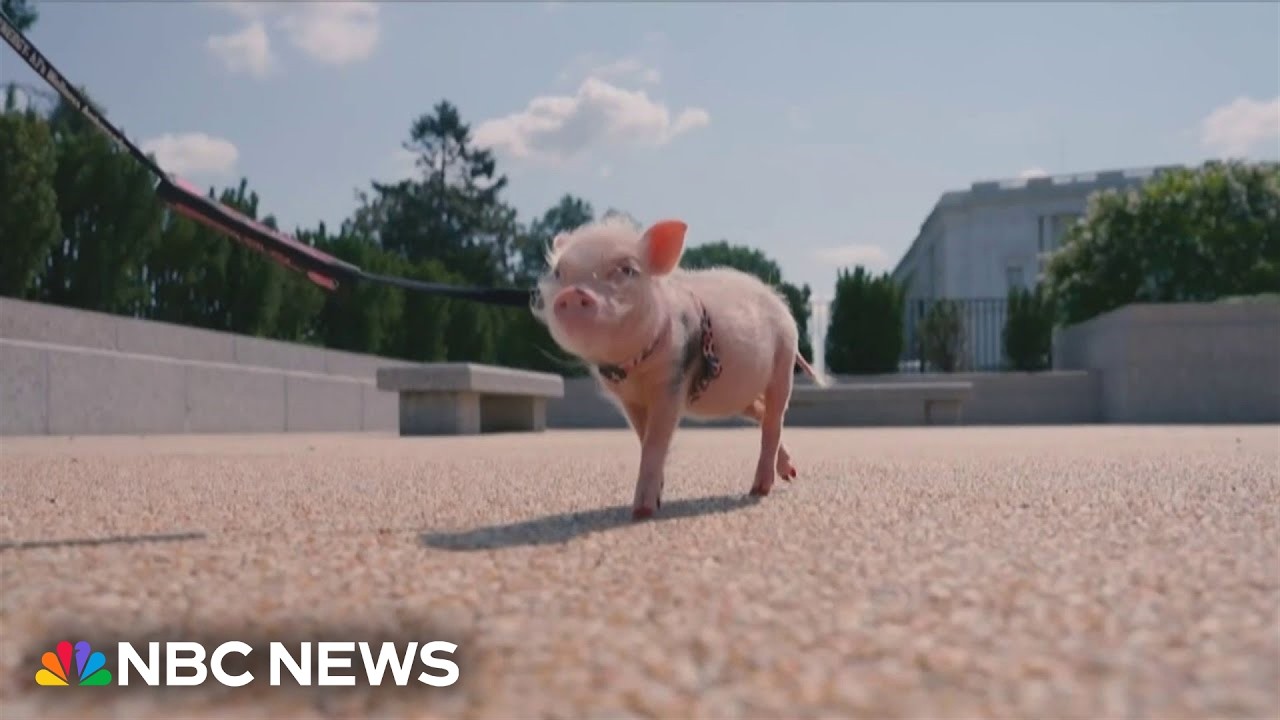 Therapy pig Synergy brings joy to unhoused people in D.C.