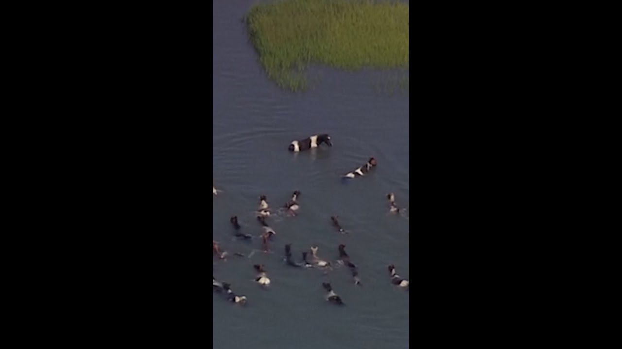 Town in Virginia celebrates its 101st pony swim