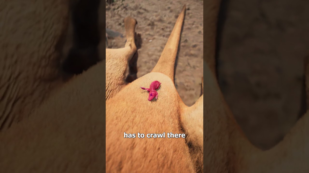 What Happens After A Kangaroo Is Born? 😮