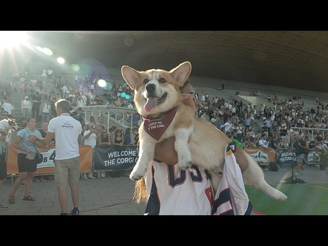 A race of short legs and big personalities: corgis take over Vilnius