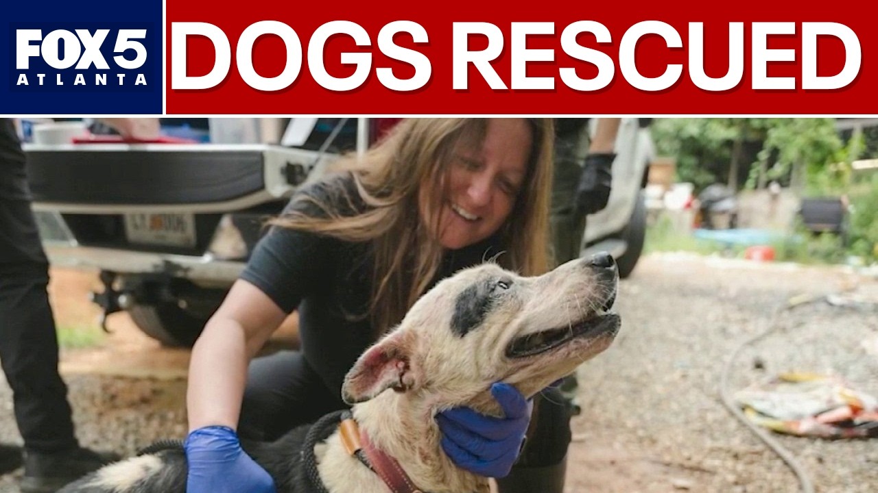 Atlanta Humane Society saves 18 dogs from hoarding | FOX 5 News