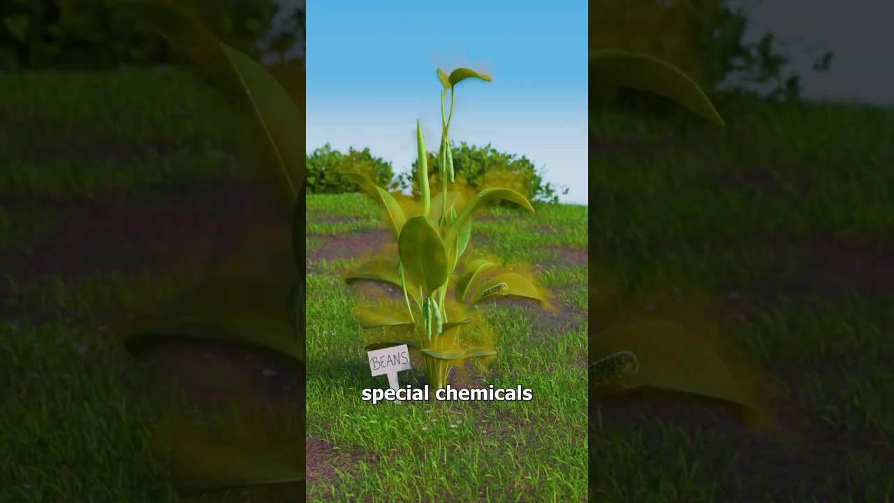 Bean Plants Call In Wasp Assassins 😮