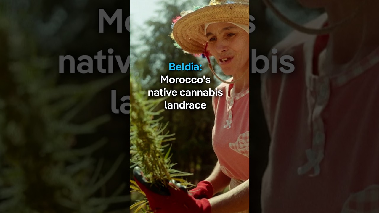 Beldia: Morocco’s native cannabis landrace | DW Documentary