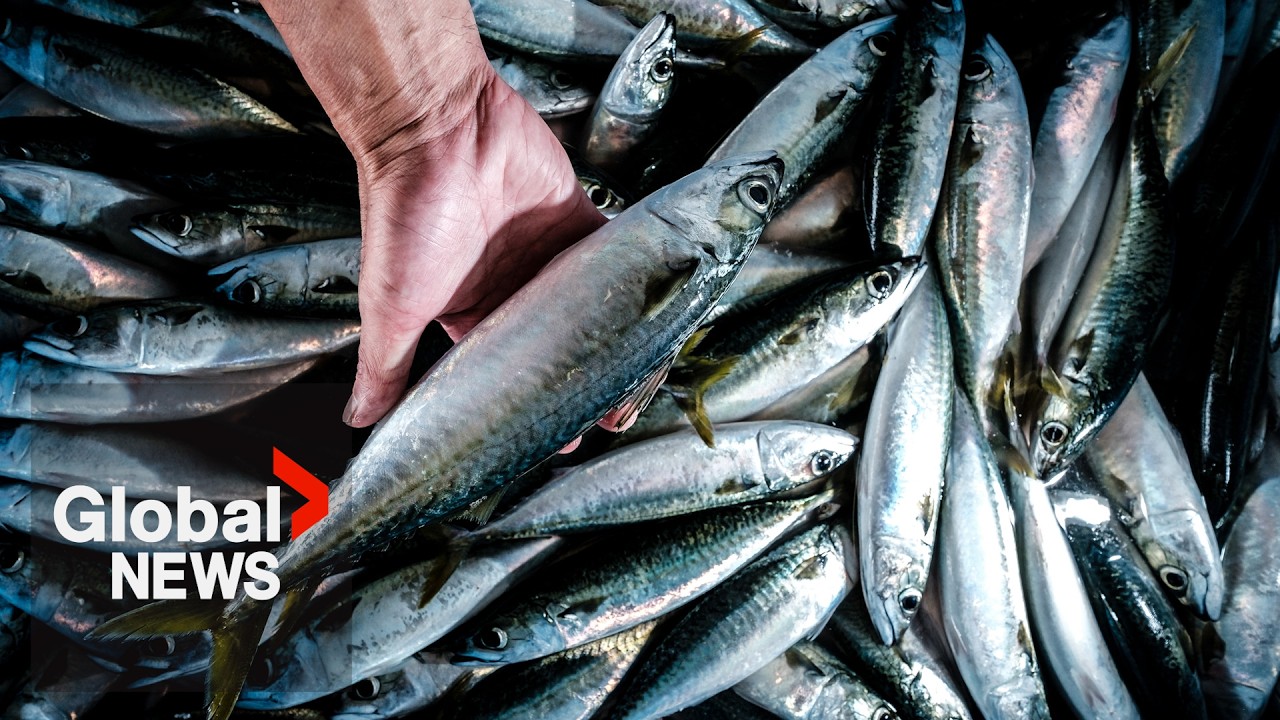 Canada removes counter-tariffs on US seafood, fish products 1 day after announcing them