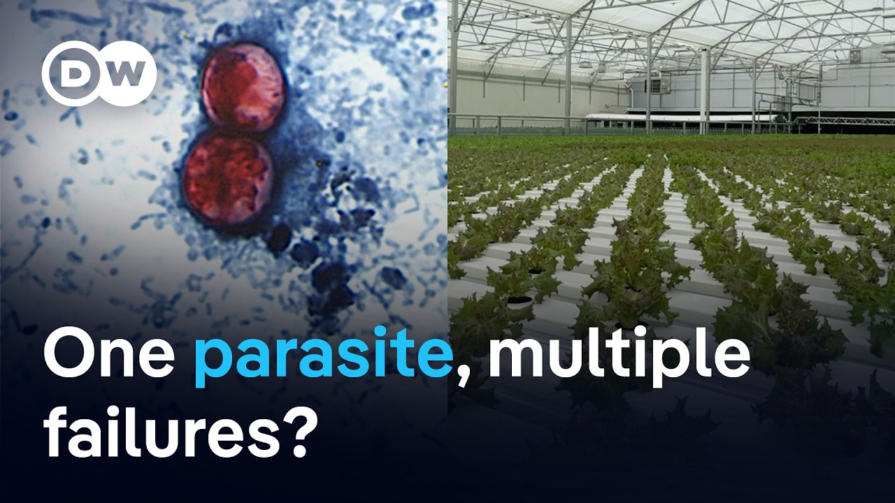 Cyclospora outbreak spreads to 47 US States | DW News