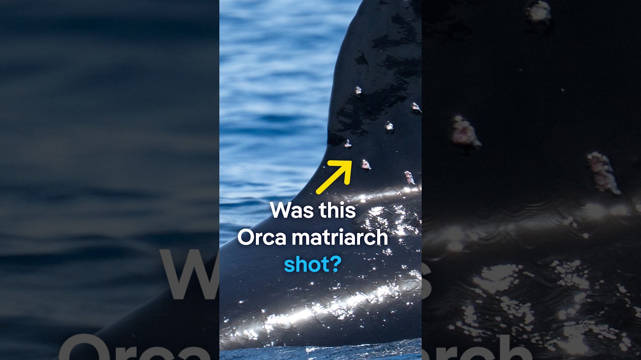 Did this orca matriarch get shot? | DW News