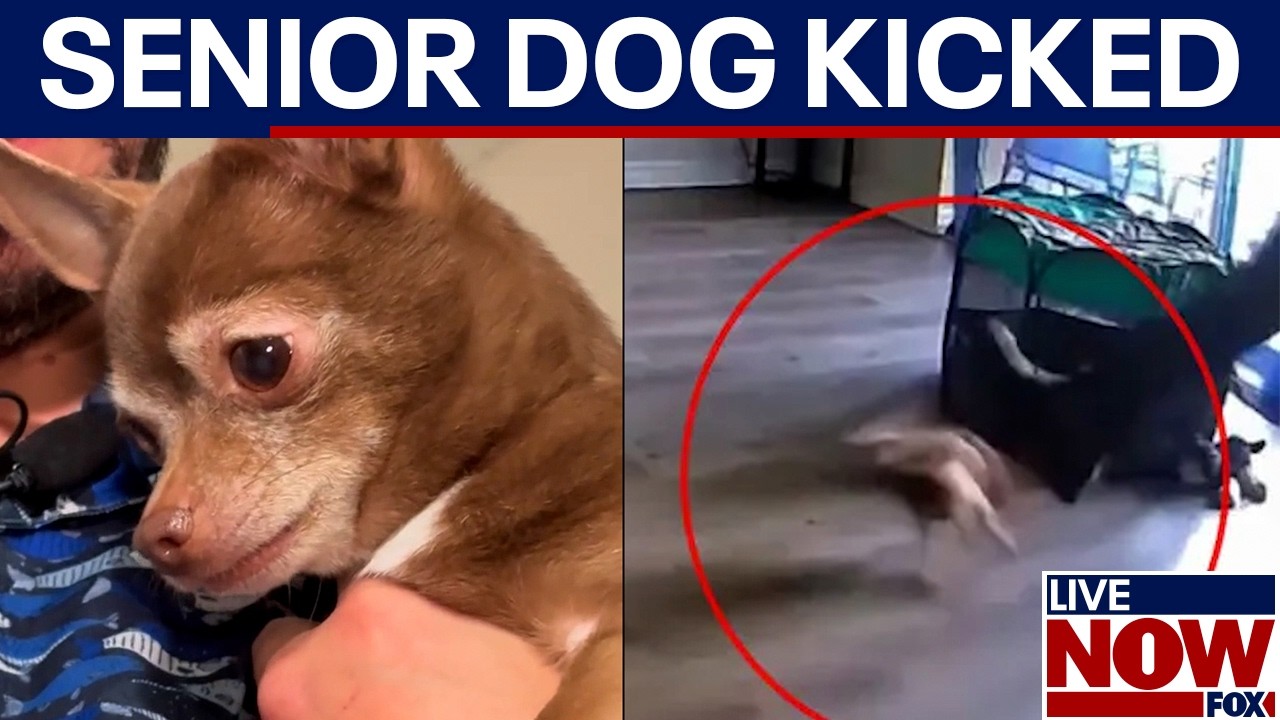 Dog kicked: Florida man knocked out customer’s pet, police say