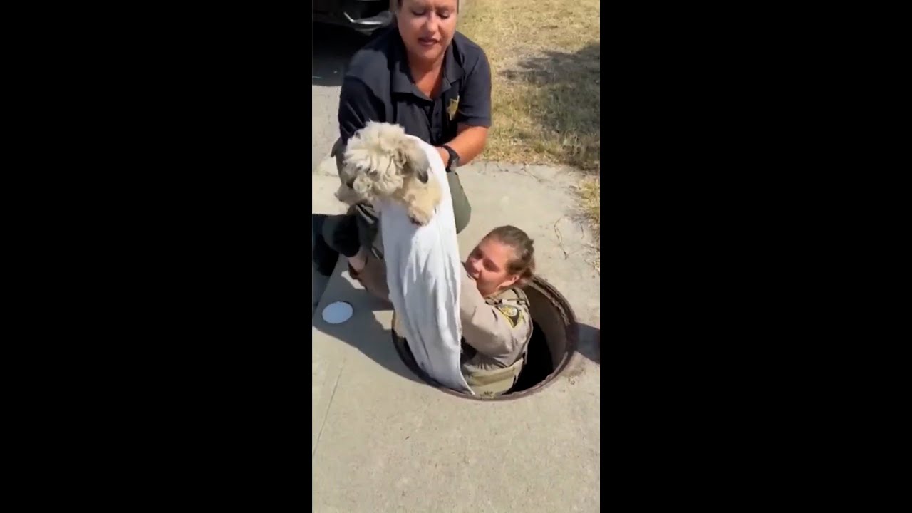 Dog rescued from storm drain after a month missing