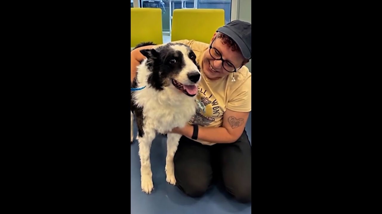 Dog reunited with its owner nearly 1,000 miles away