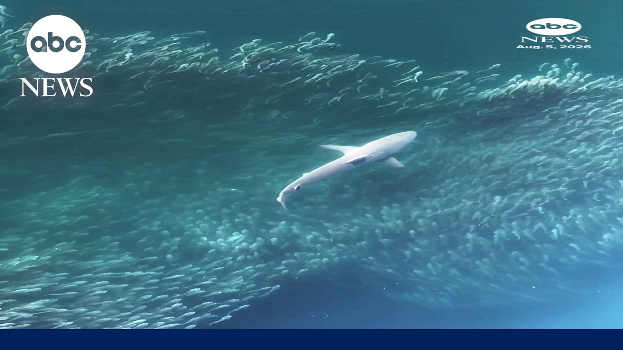 Drone footage shows shark hunting school of fish